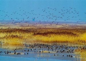 我們默默守候，只為你按時歸來 宗保東灘鳥類保護區(qū)項目側記